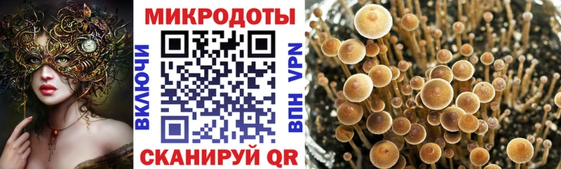 Купить  Поворино  Псилоцибиновые грибы Psilocybine cubensis 